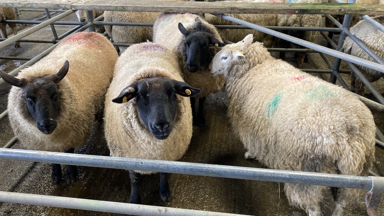Cull ewe trade slightly easier at Waterford Ross Mart on Monday