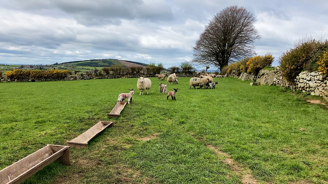 Parasite challenges in lambs: Nematodirus and coccidiosis