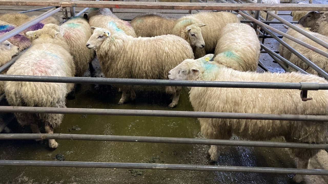 Northern Ireland hogget prices continue upward trajectory