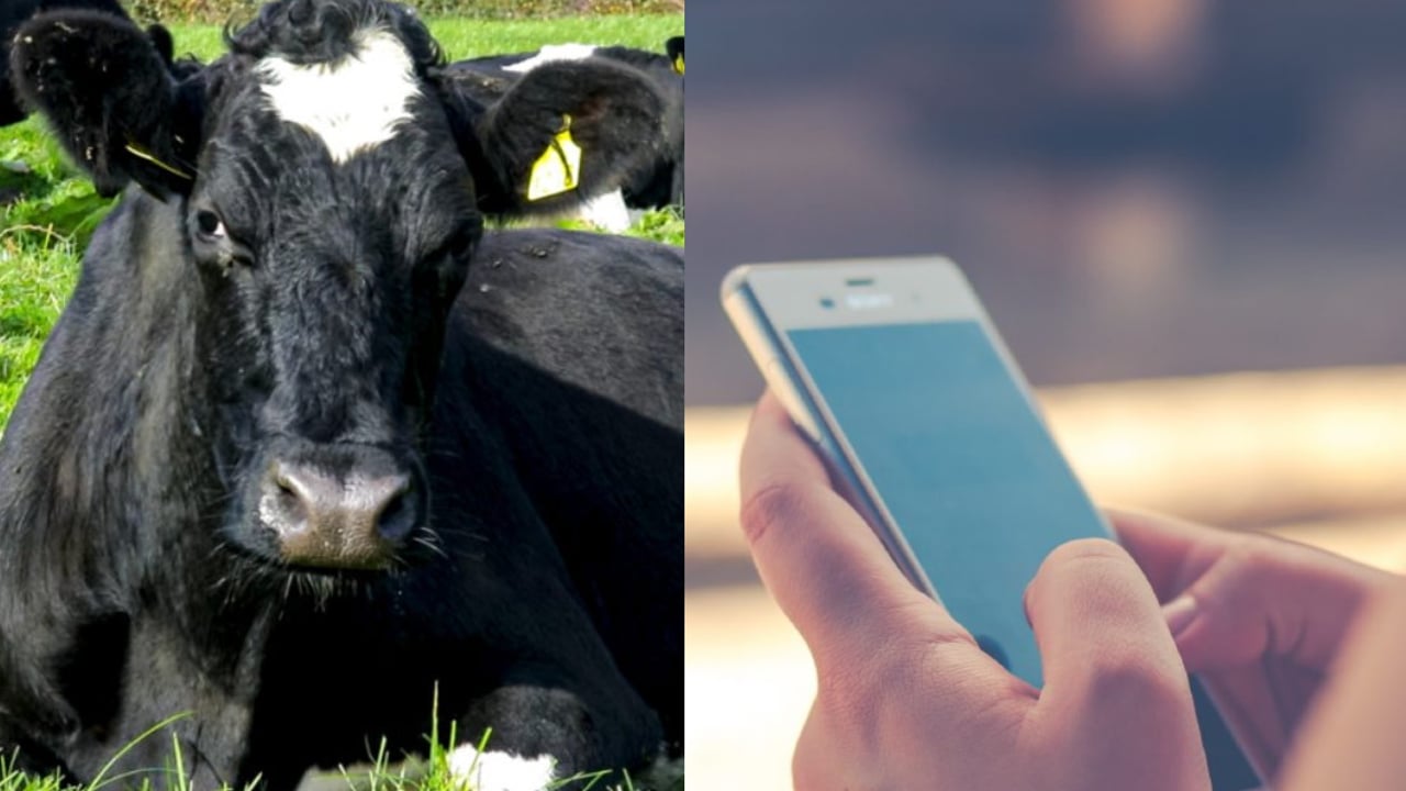 NDC: Social media a 'vital channel' for backing dairy