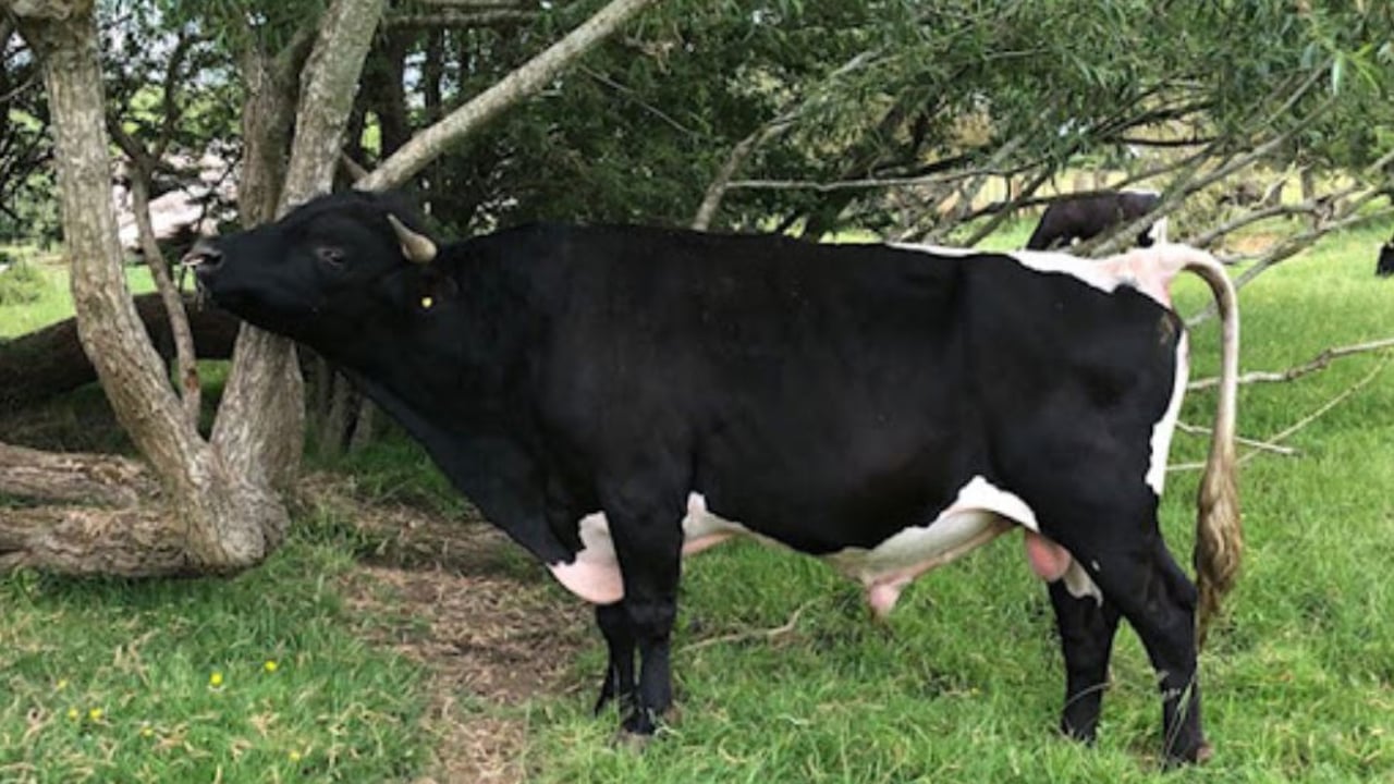 Image source: Gloucester Cattle Society