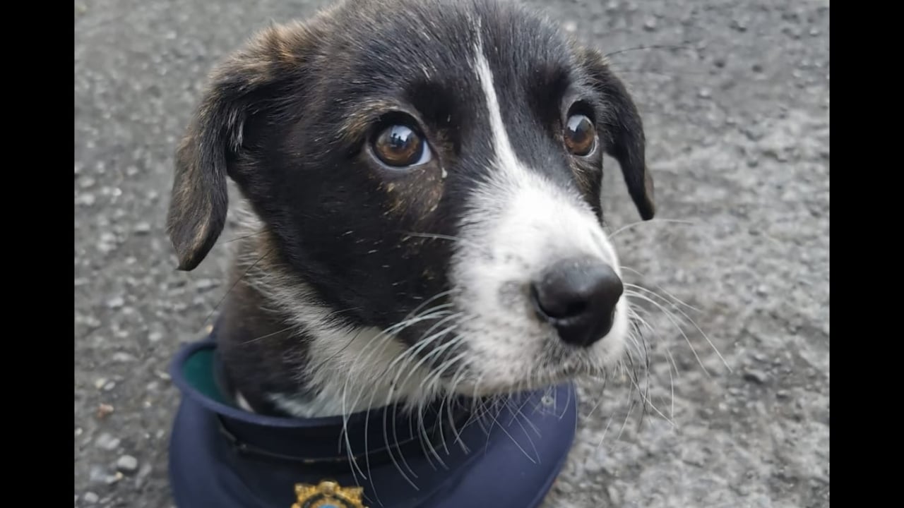 Image source: Garda Síochána Laois Offaly