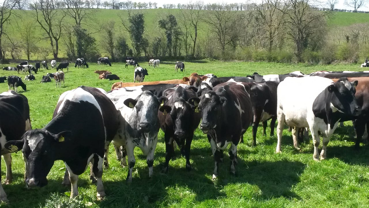 Fly control and keeping summer mastitis at bay