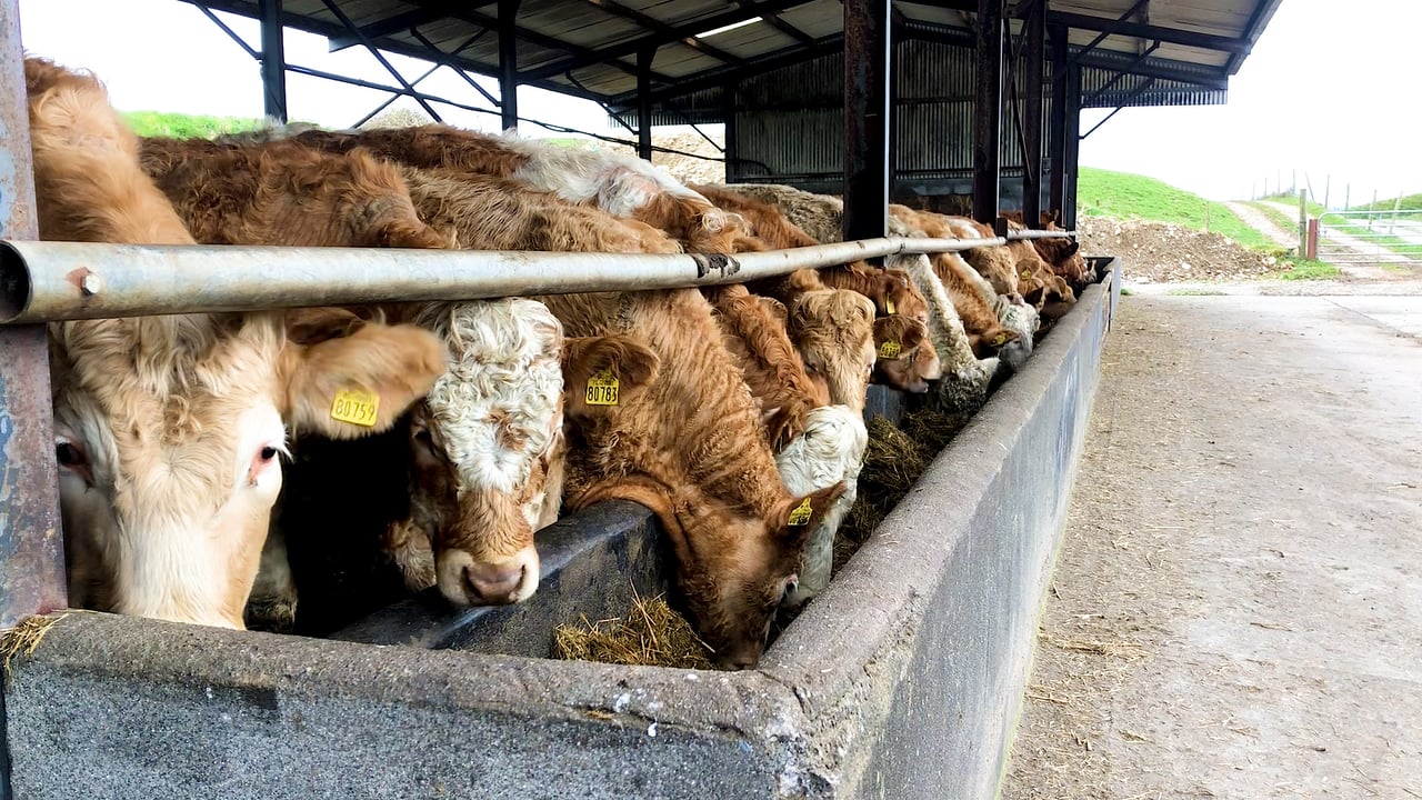 Beef Focus: Suckler-to-Beef in Skreen, Co. Sligo