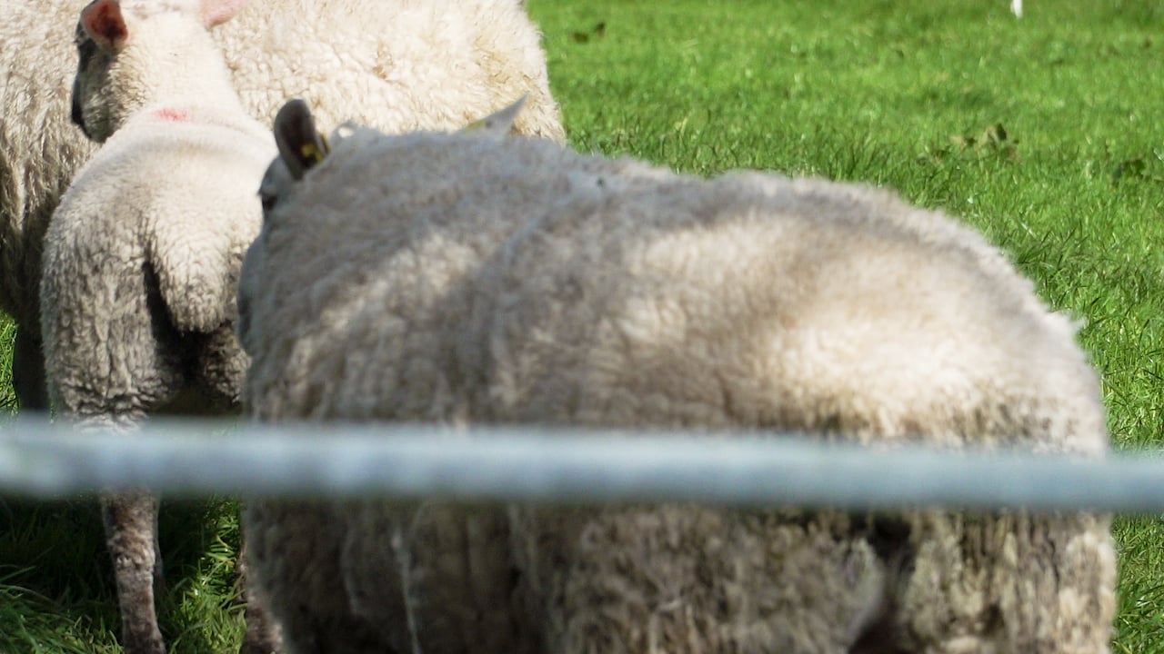 Advantages of a mixed grazing system on Teagasc Green Acres Calf to Beef