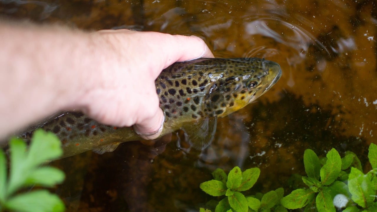 Farmer convicted of causing fish kill ordered to pay €3,500