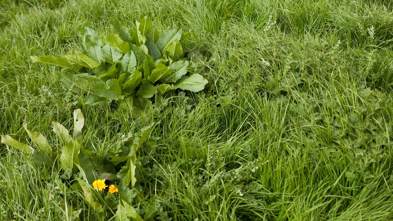 Forefront T is the product of choice to control weeds such as docks, thistles, nettles and dandelions in grazing pastures