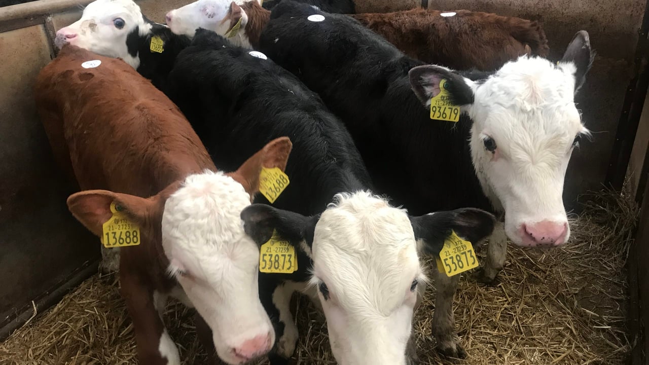 Watch: Calf trade sees reduction in numbers but remains strong