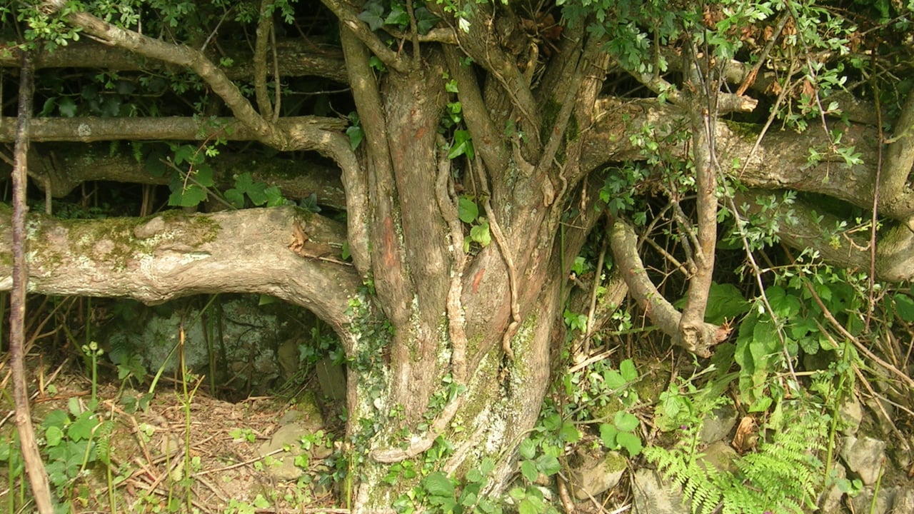 New group calls for hedgerow-specific legislation to be introduced