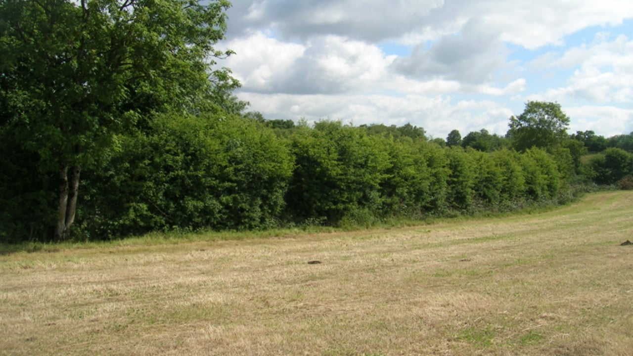 Hedgerows Ireland to protest at Coolmore Stud-owned farm