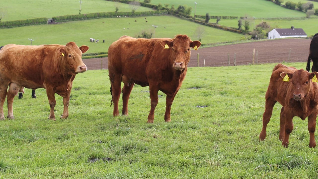 Rankin suckler farm in Co. Tyrone