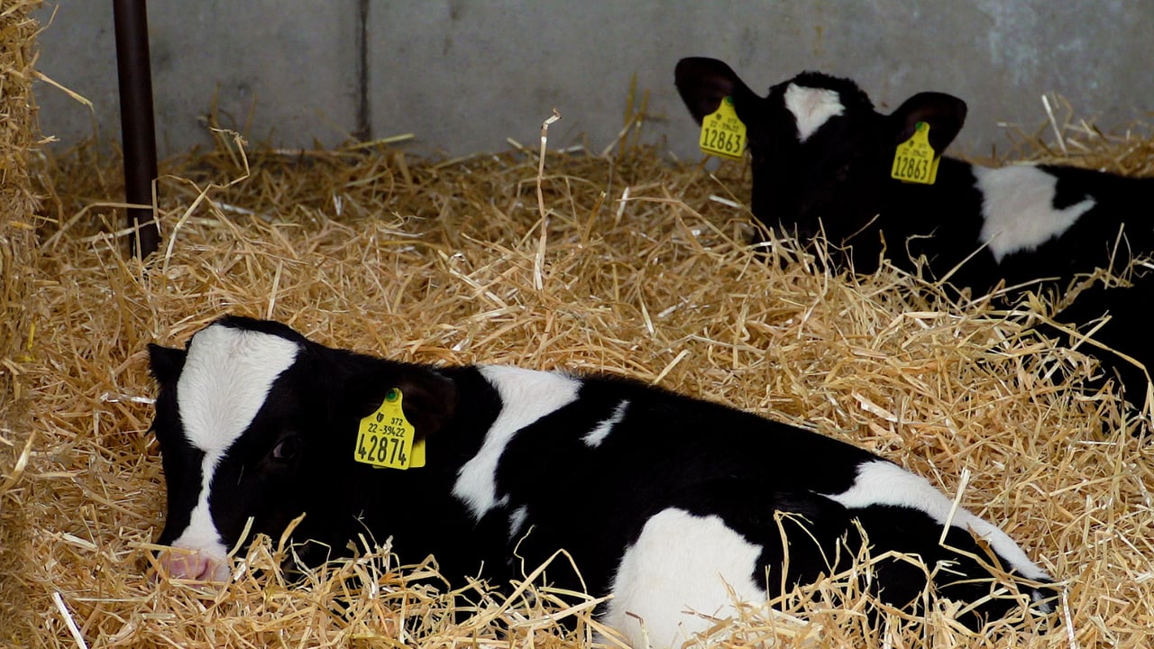 Calf registrations edge closer to one million mark