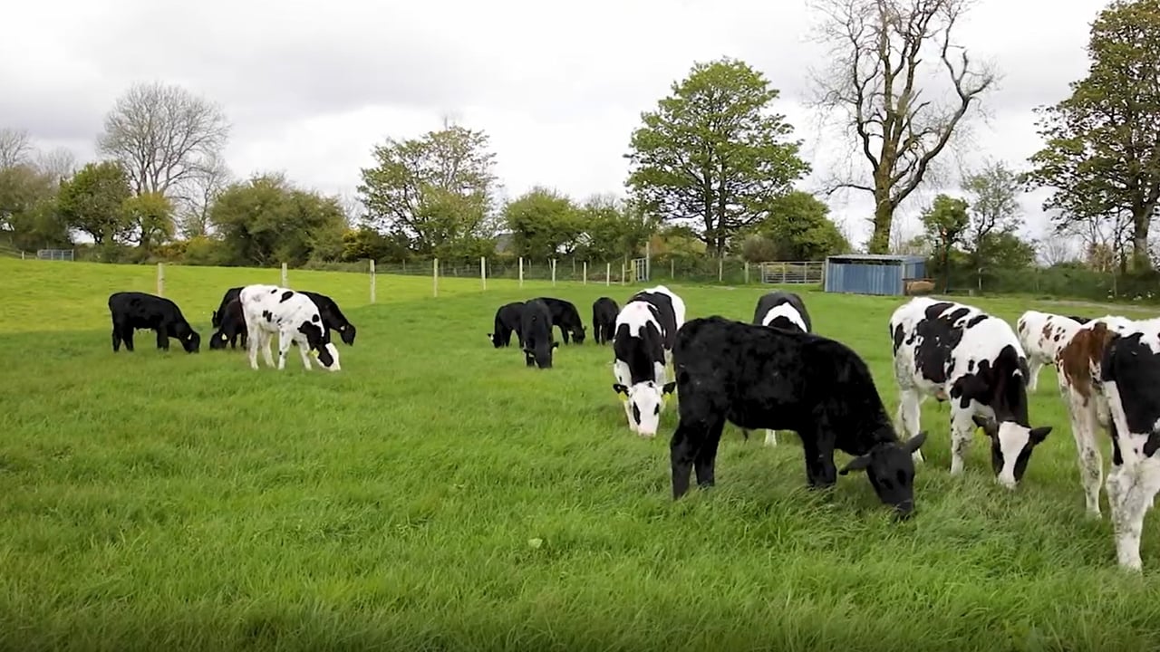 Virtual Farm Walk: Advantages of a mixed grazing system on beef farms