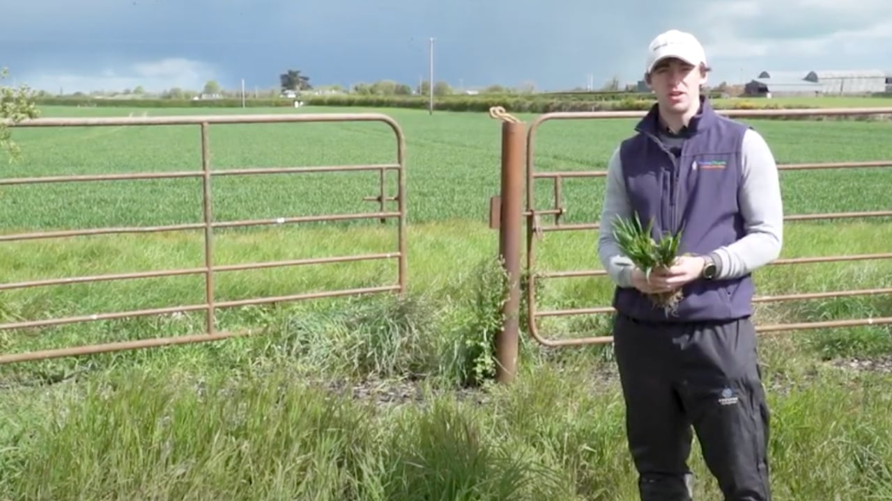 CROPS WATCH: Dr. Robert Beattie gives his Winter Wheat disease control update.