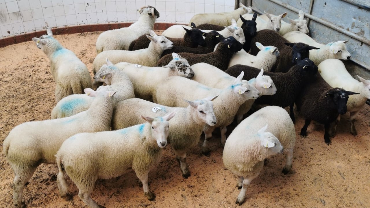 Sheep marts: Demand very strong, as buyers return ringside