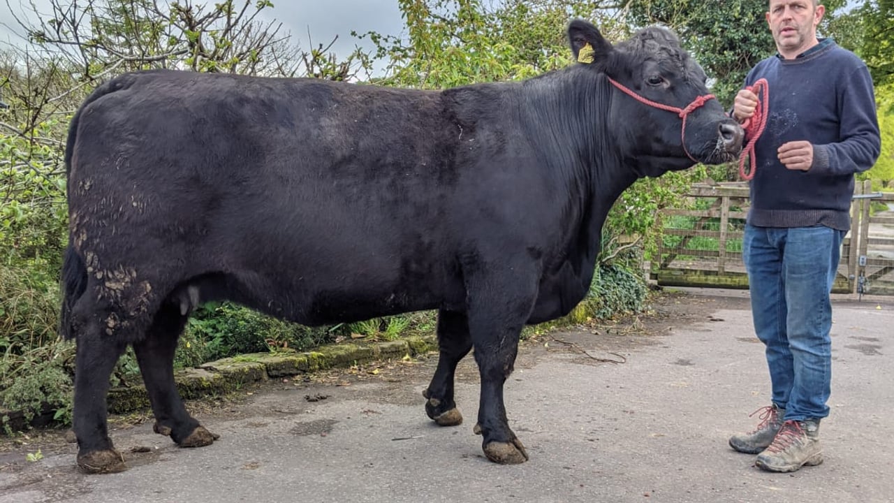 Former president of the Aberdeen-Angus Cattle Society, Alan Cheney
