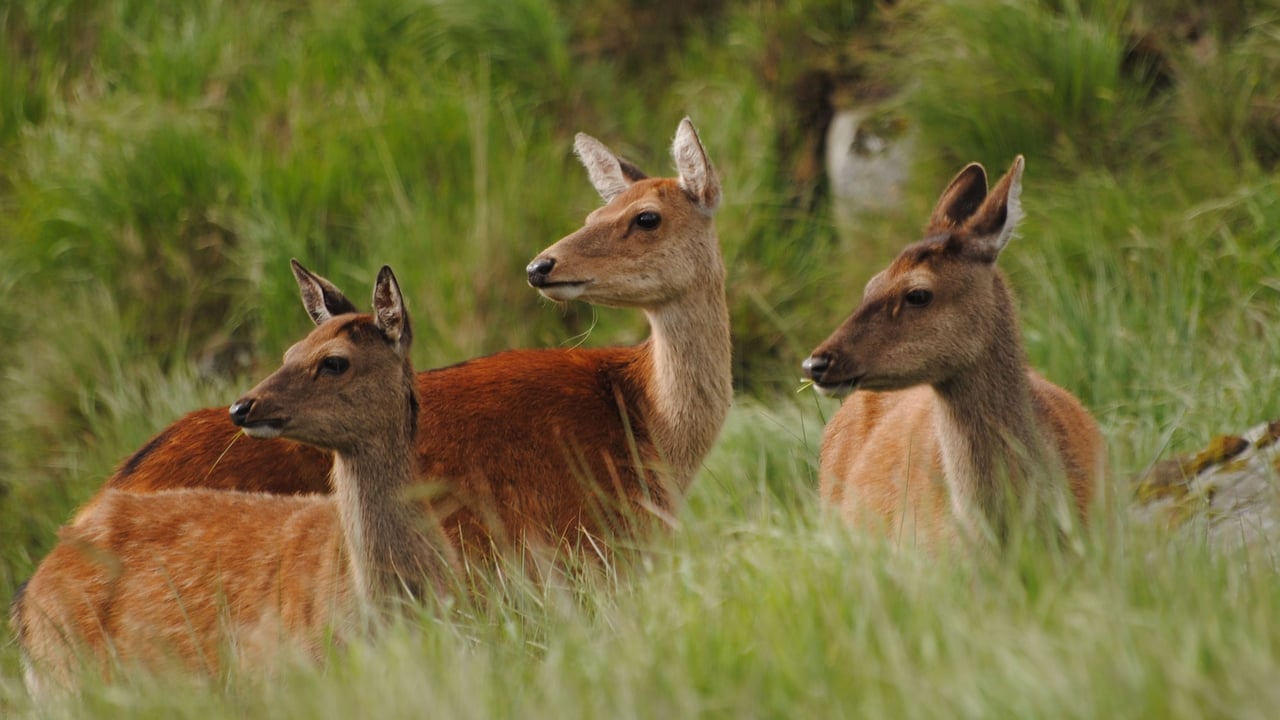 'Long overdue' proposal to cull deer welcomed