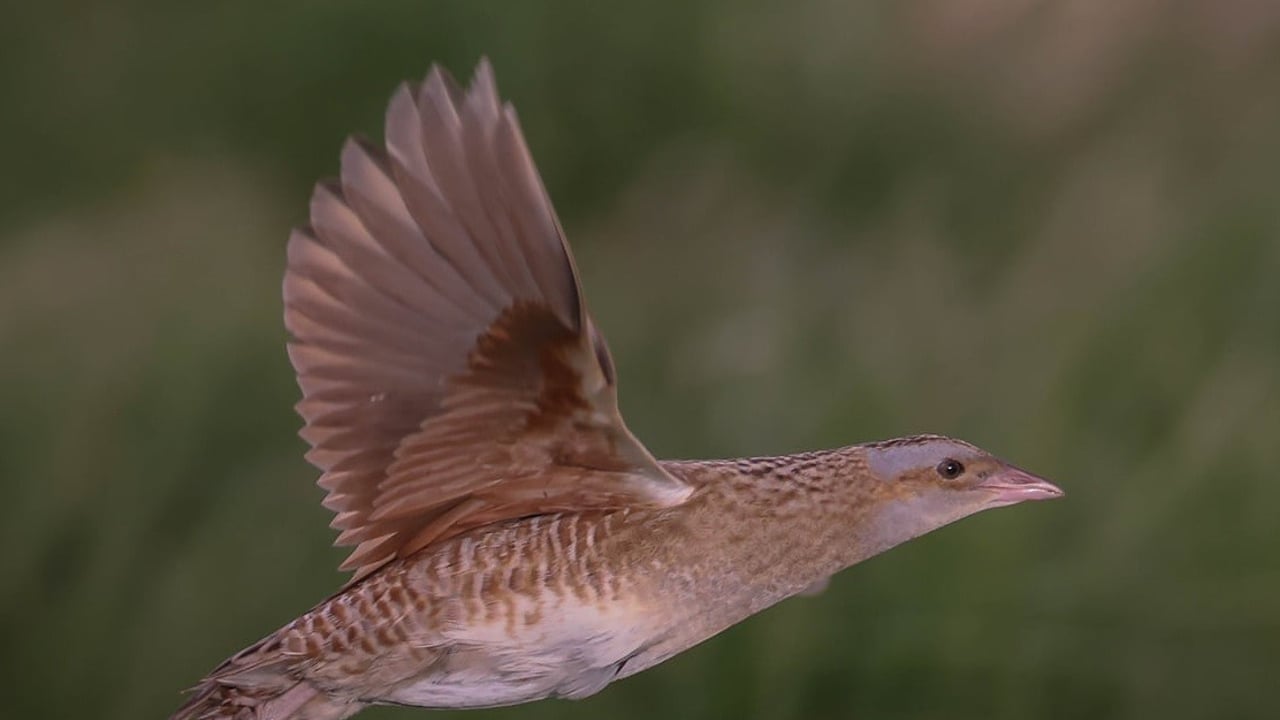 Image source: Tom McDonnell, Northcoast Nature. Used with kind permission of RSPB NI