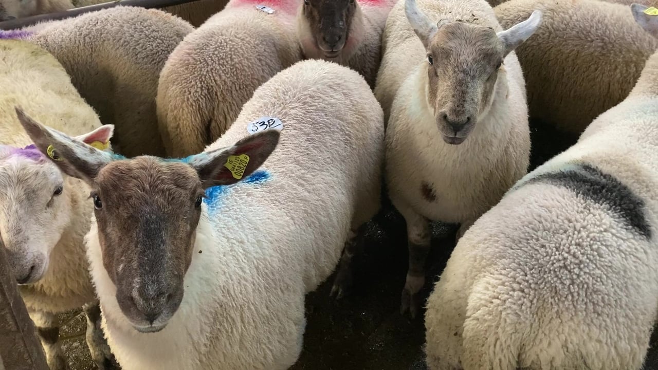 'Extremely tight supplies' driving lamb trade