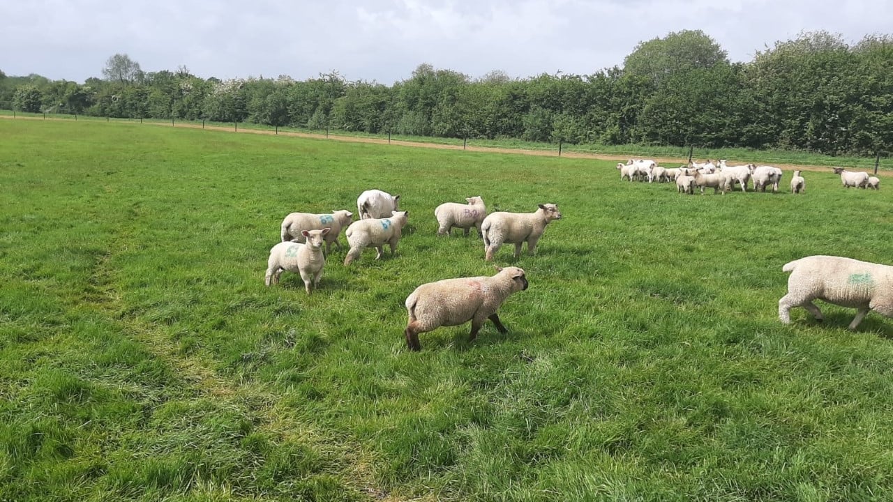 Sheep management: Maximising lamb performance