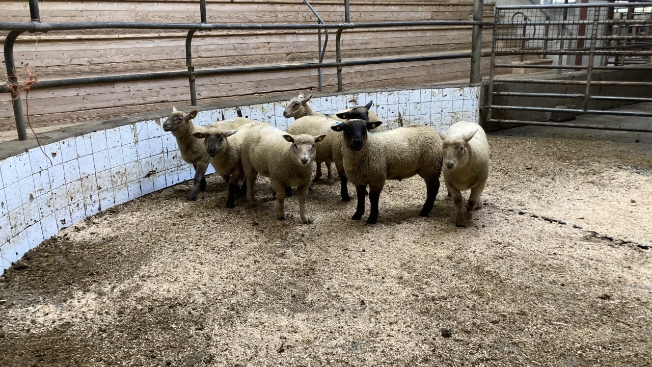 Spring lambs