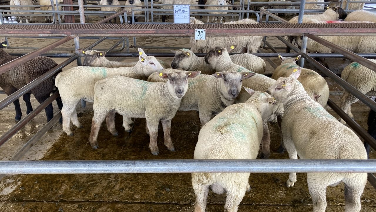 '€9.00/kg needed for spring lamb' to cover input costs