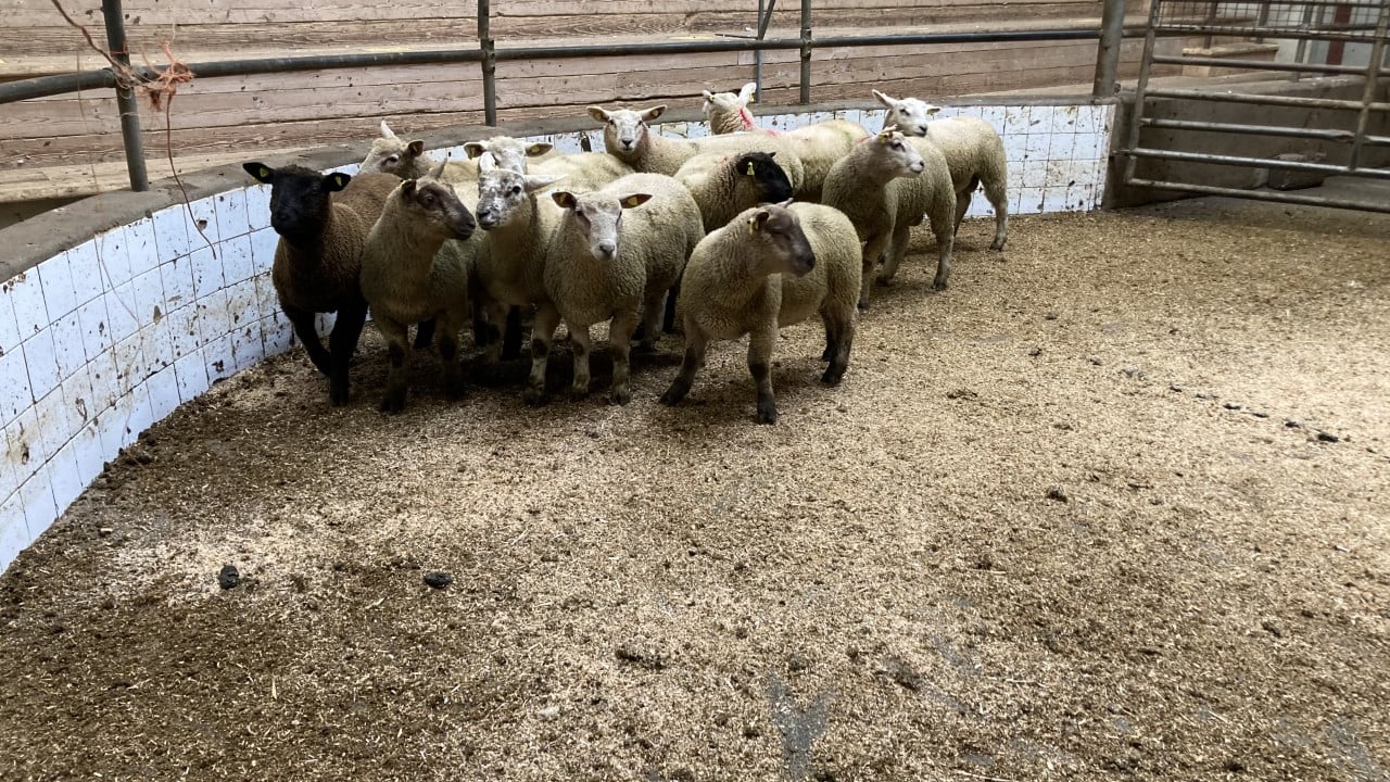 Sheep trade: Spring lamb prices topping €7.90-8.00/kg
