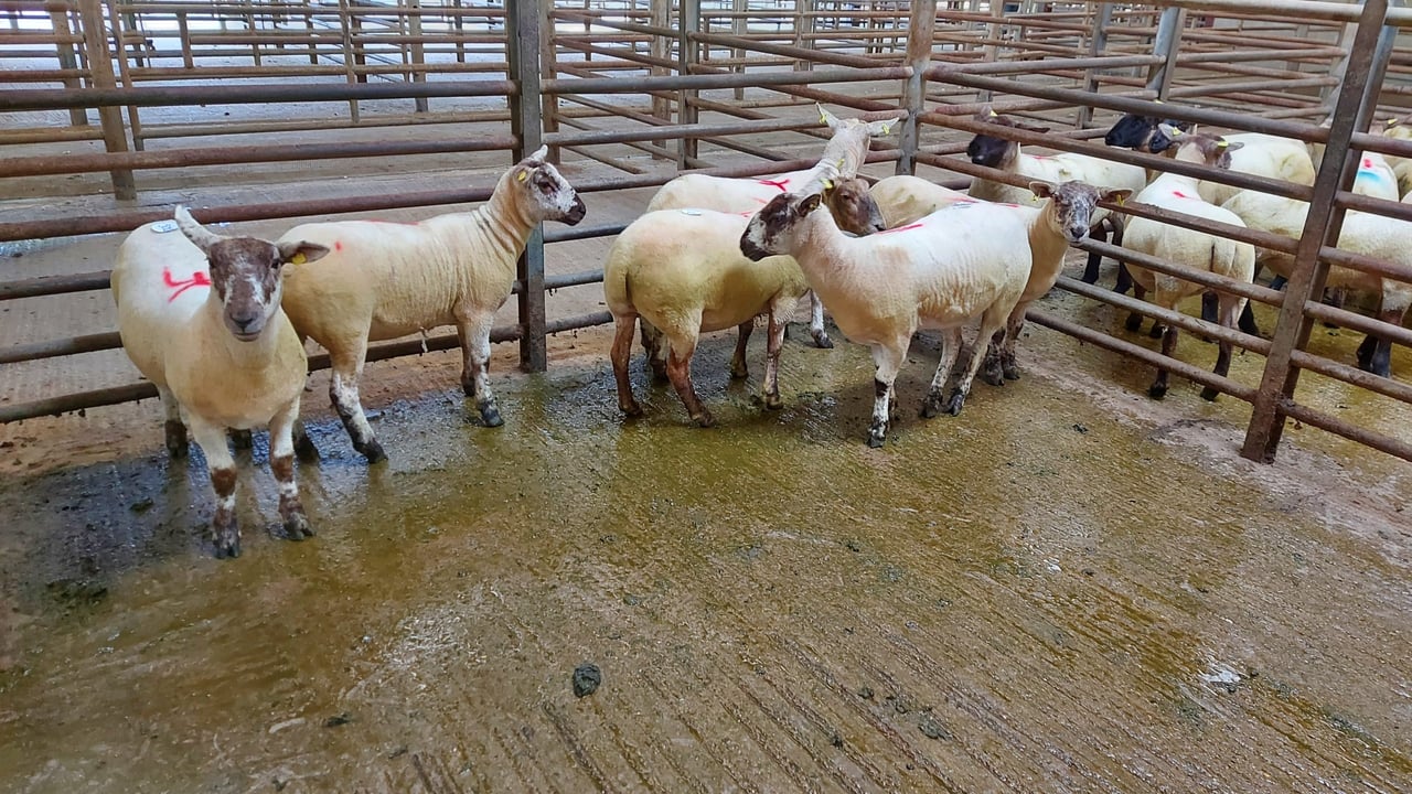 These speckled-faced ewe hoggets sold for €234/head at Enniscorthy on Wednesday