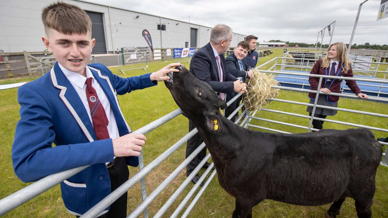Paul Grew, from St. Kevin’s College, Lisnaskea, gets to know one of the calves. Image: Steven McAuley