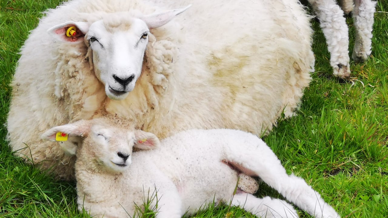 Donegal Yarn secured as wool group's first customer