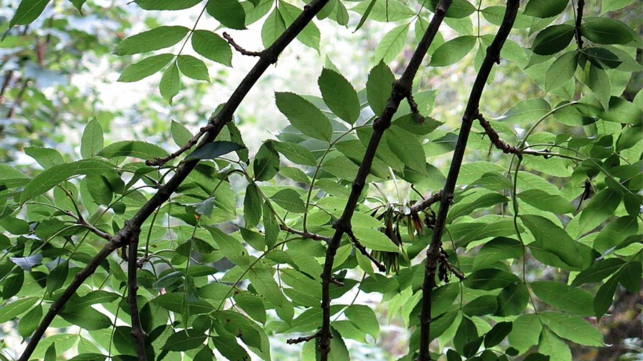 Ash dieback scheme 'not fit for purpose' - Nolan