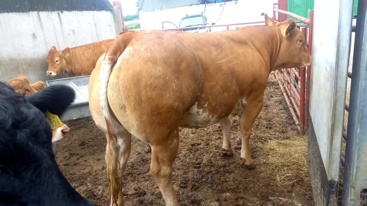 Limousin heifer takes top price at Carnew Mart