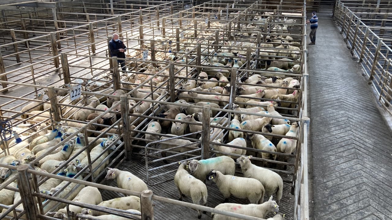 'Lamb price cuts disappointing and a worry for the store lamb trade'