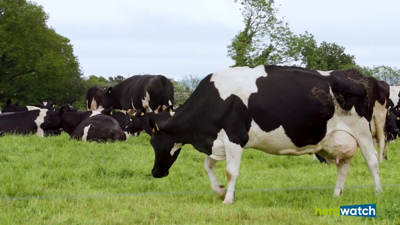 Simple steps to improve cow performance