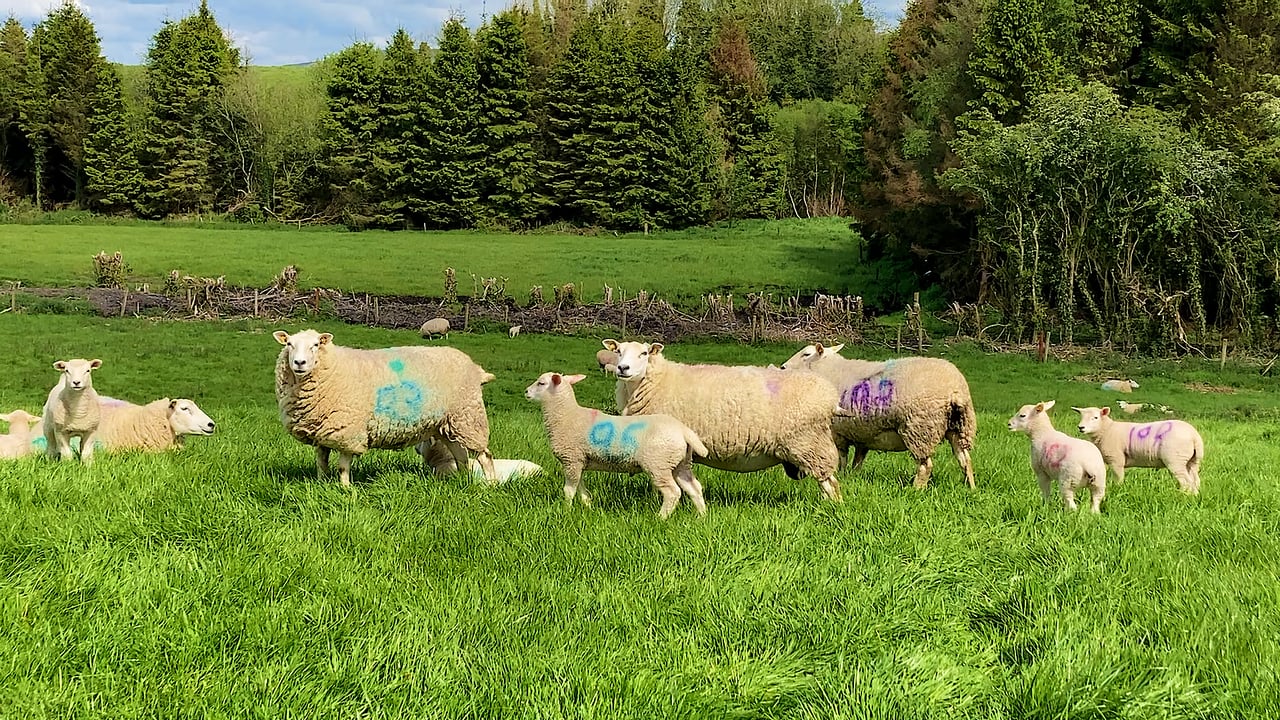 From zero to 300 purebred Lleyn ewes in the space of 7 years
