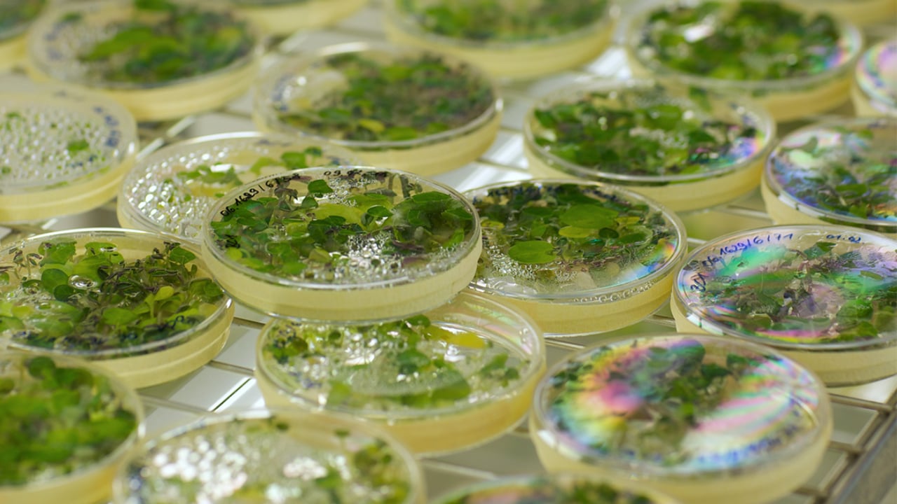 Omega-3 is harvested from algae
