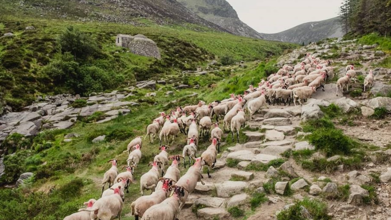 GPS trackers fitted to Mournes sheep to aid burn area recovery
