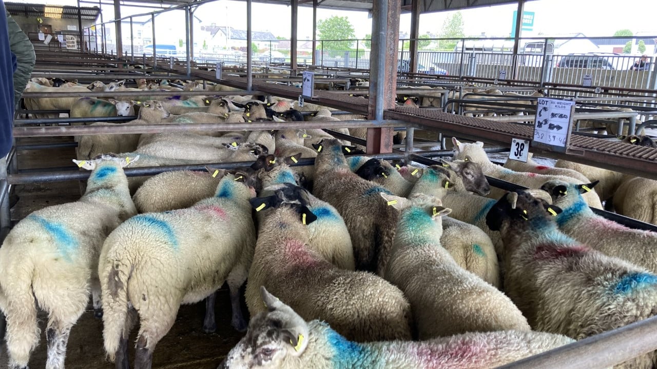'Lamb prices improved by €3-4/head on last week' - Maura Quigley