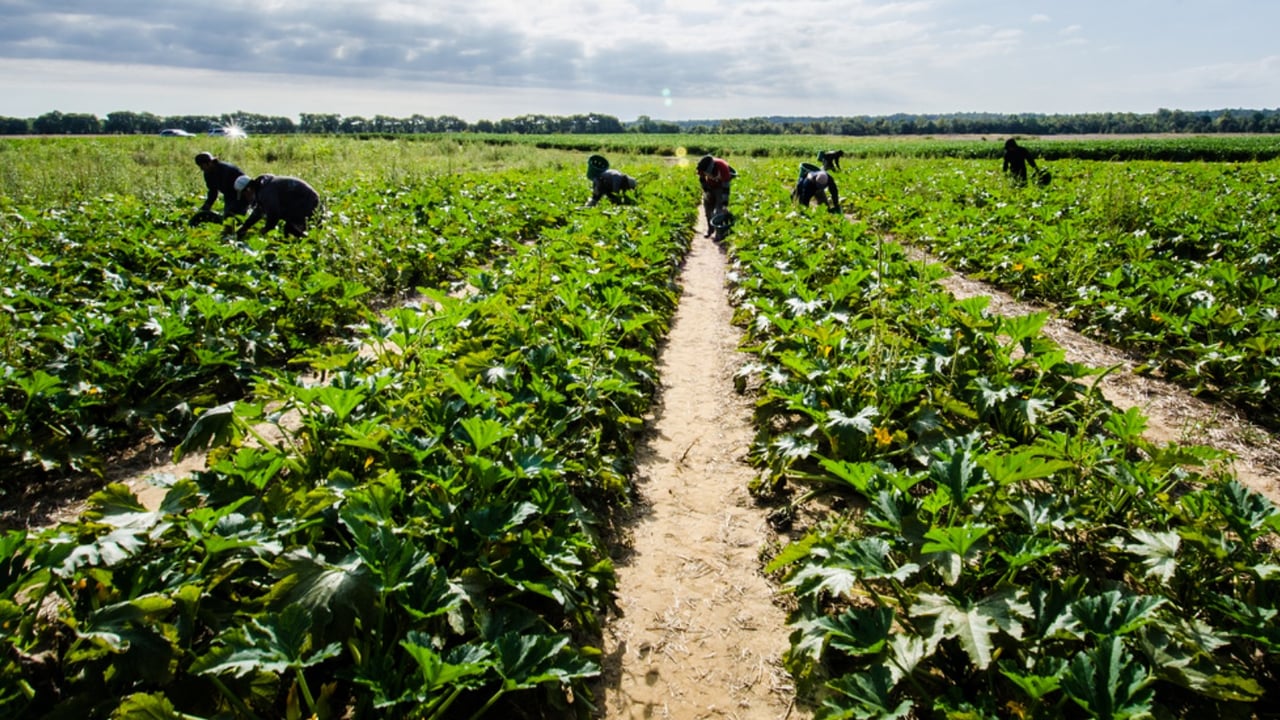 Unite: Solution to farm labour shortage is simple