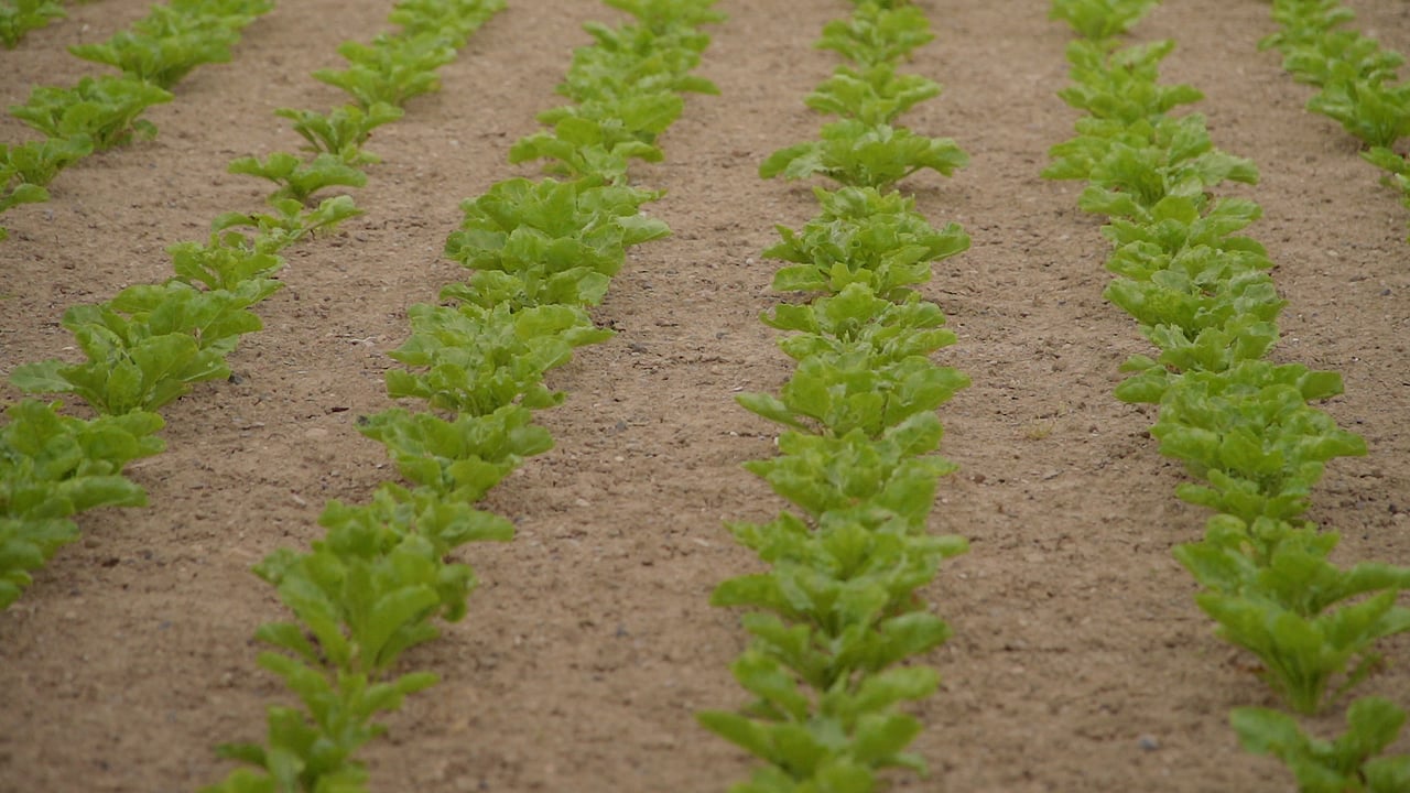 CropsWatch: Targeting Beet Inputs towards Crop Performance