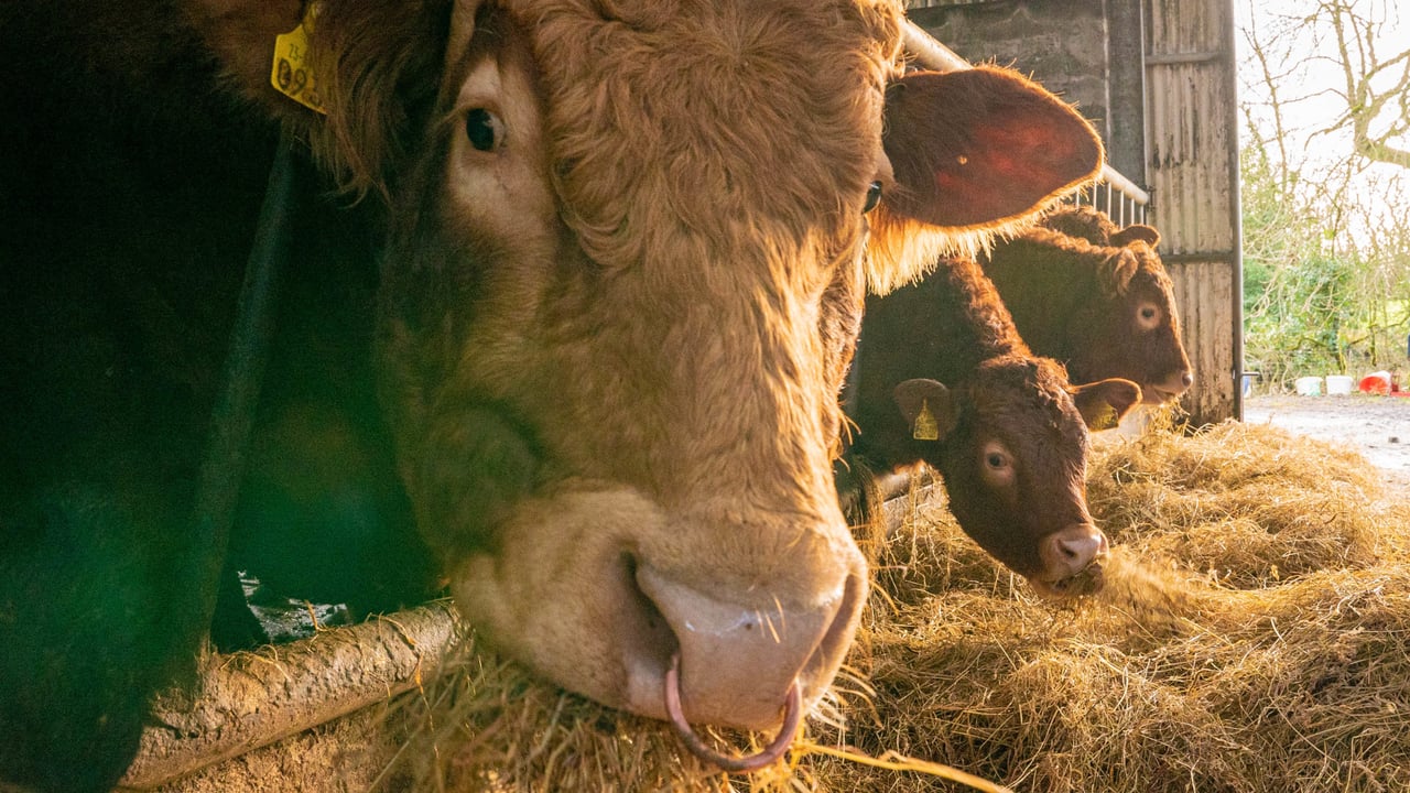Cattle prices are forecast to increase in 2023 by Teagasc