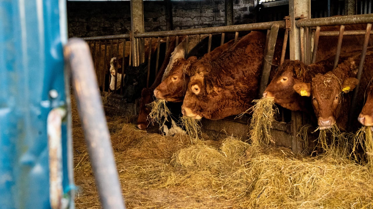 MII rejects Food Vision Beef and Sheep Group report