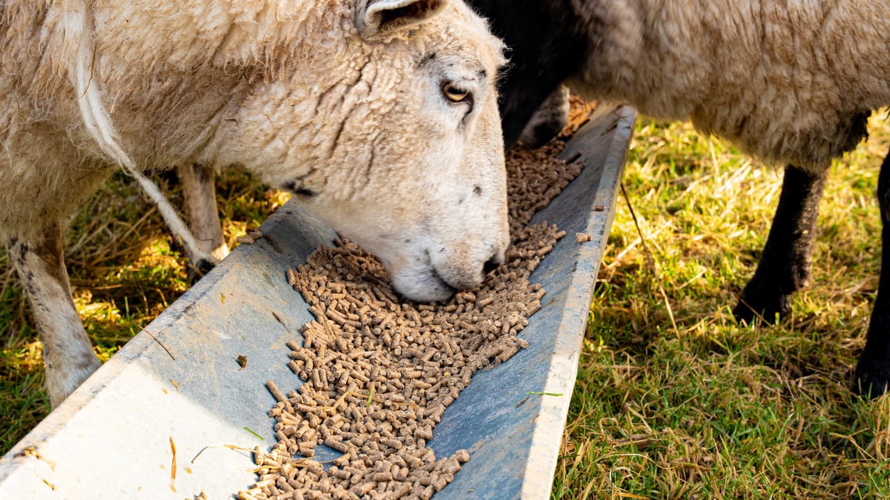 Finishing lambs during tough weather conditions