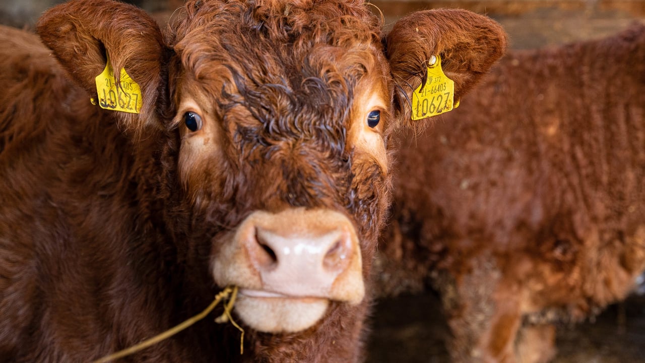 Beef Plan Movement argues for €5/kg beef price to cover costs