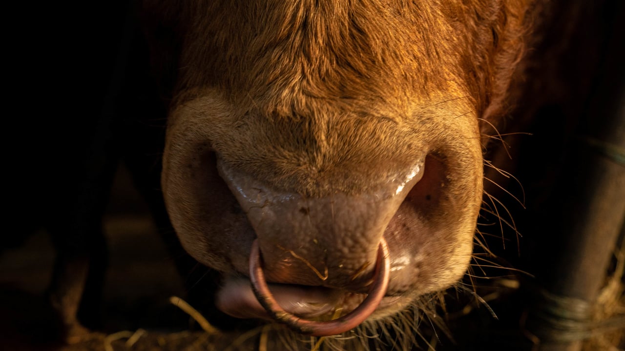 ICOS urges farmers to genotype for Dairy Beef Welfare Scheme