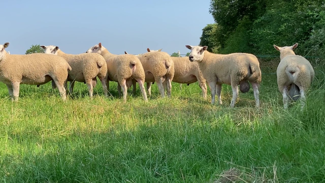 Big Boy Ram Sale - Texel and Aber ram lambs