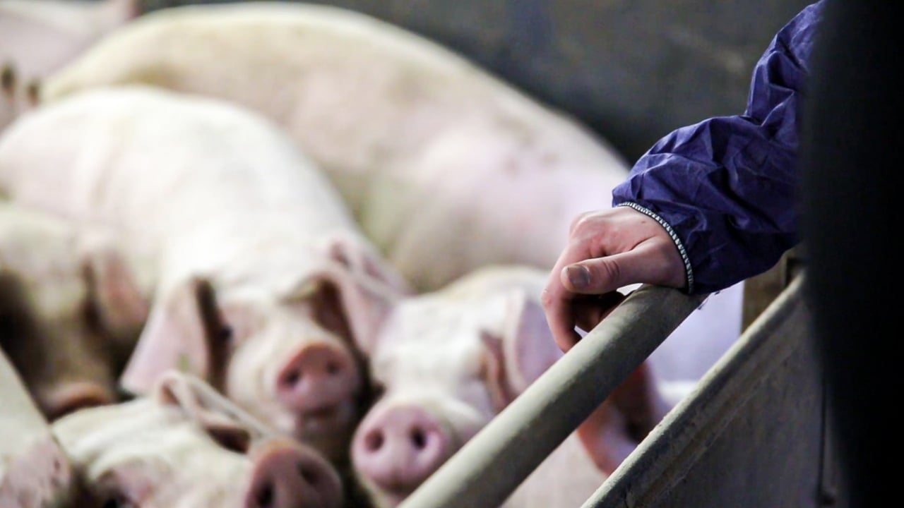 NI agriculture minister reminds pig farmers of ASF risk