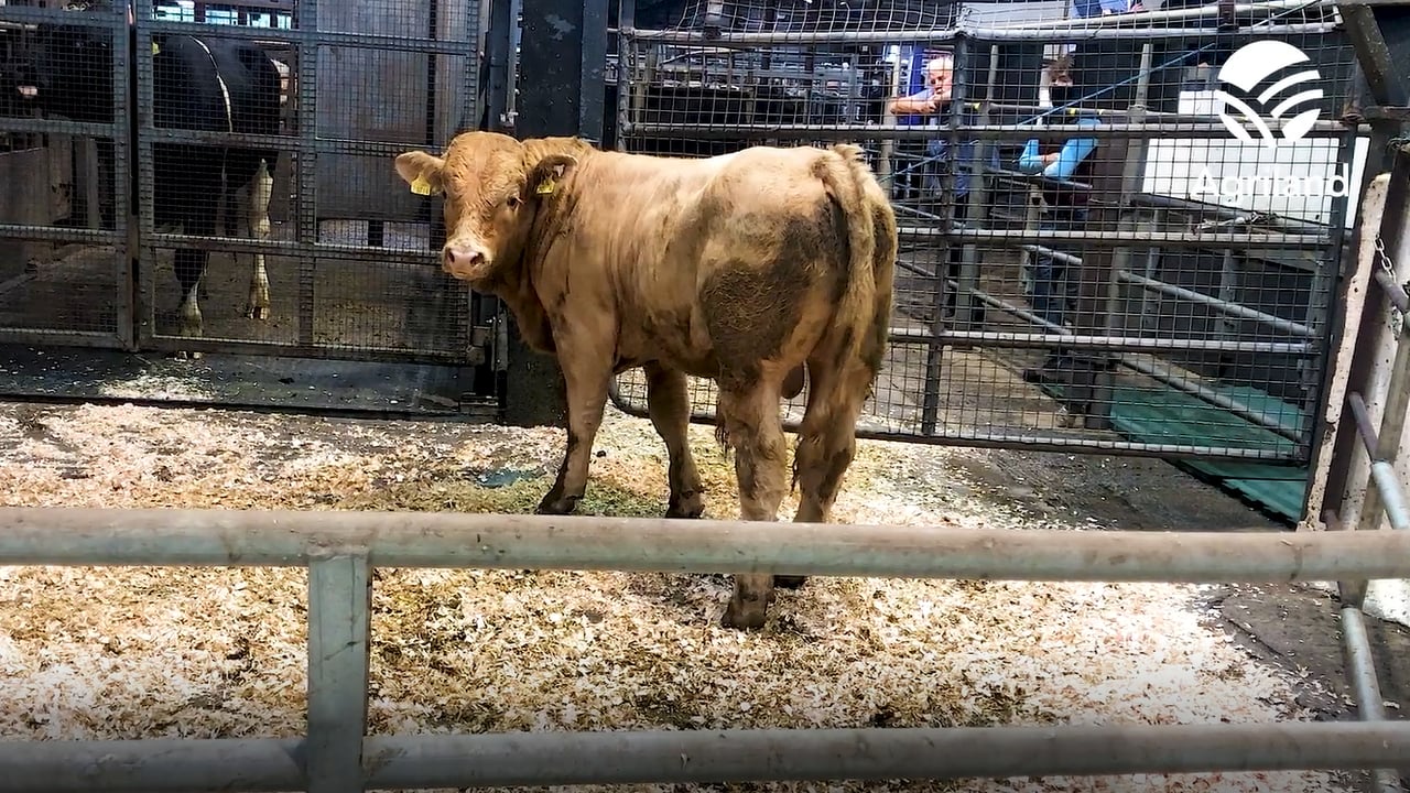 Video: Almost 300 bulls on offer at Carnaross Mart