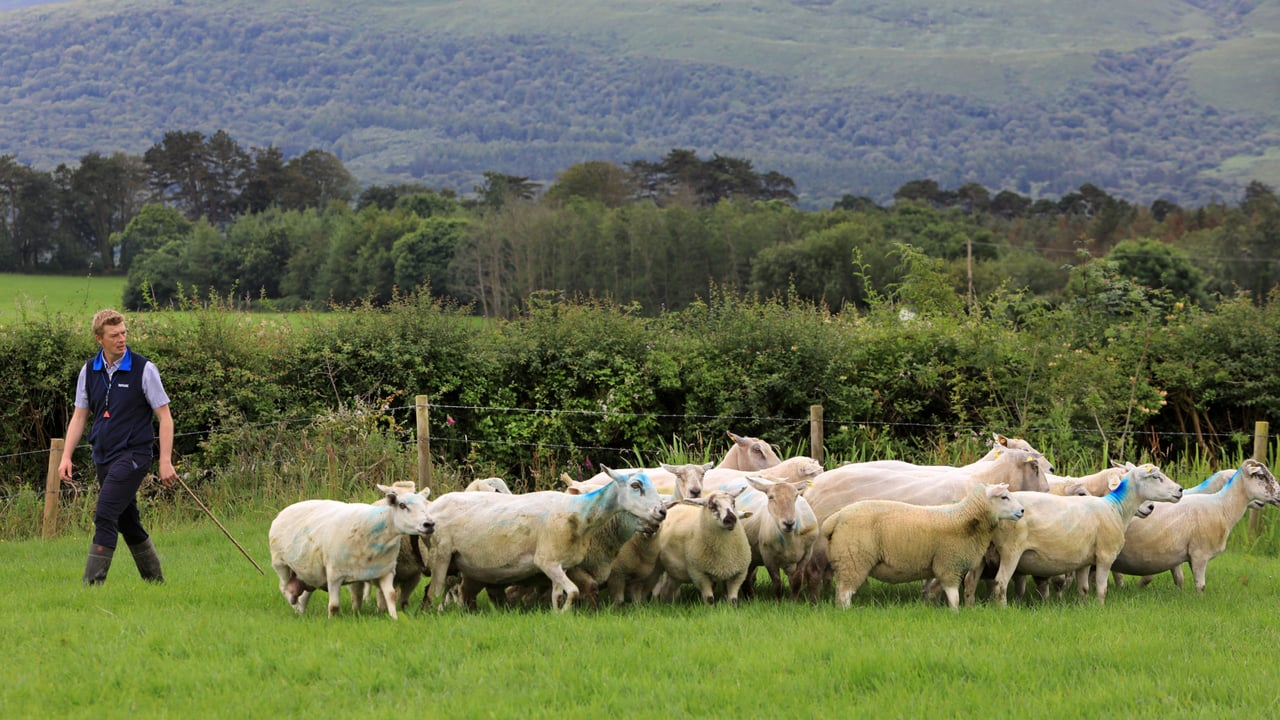 Tom O'Sullivan, chairman of local committee for sheepdog trials Photo: Valerie O'Sullivan