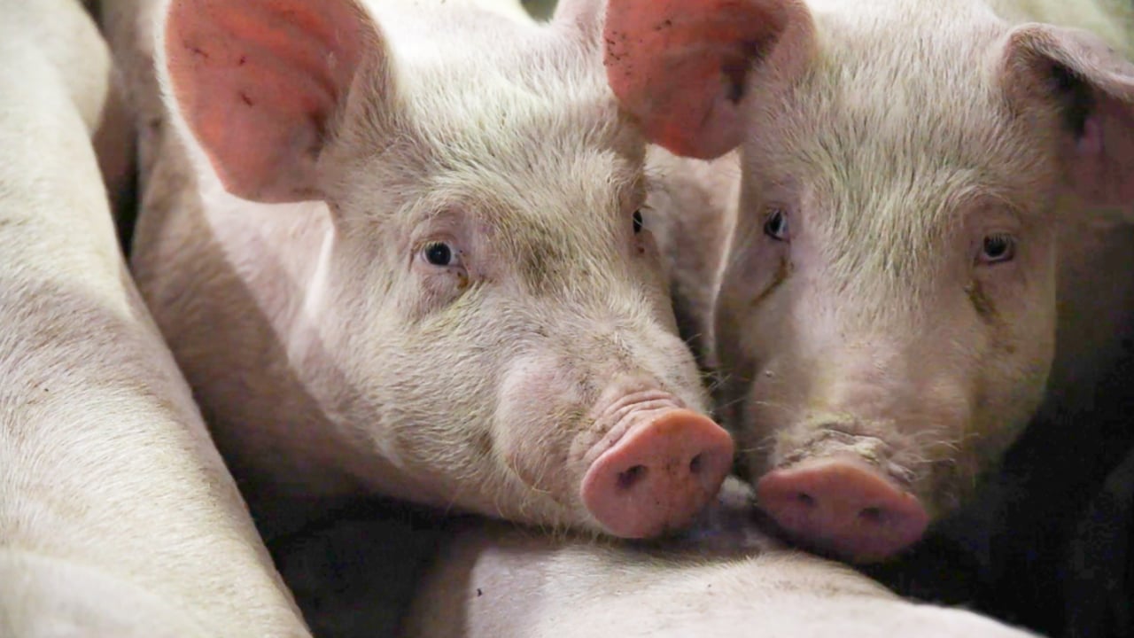 Better biosecurity required on pig farms to cope with new veterinary medicines rules